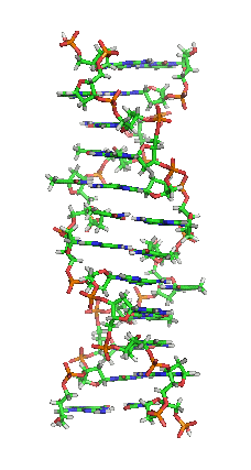 rotating DNA model