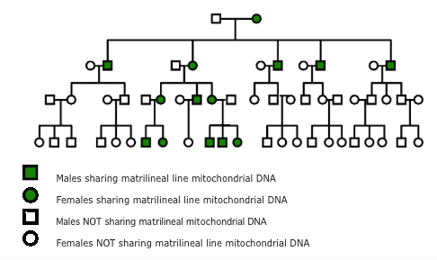 descendancy chart showing path of mitochondrial inheritance