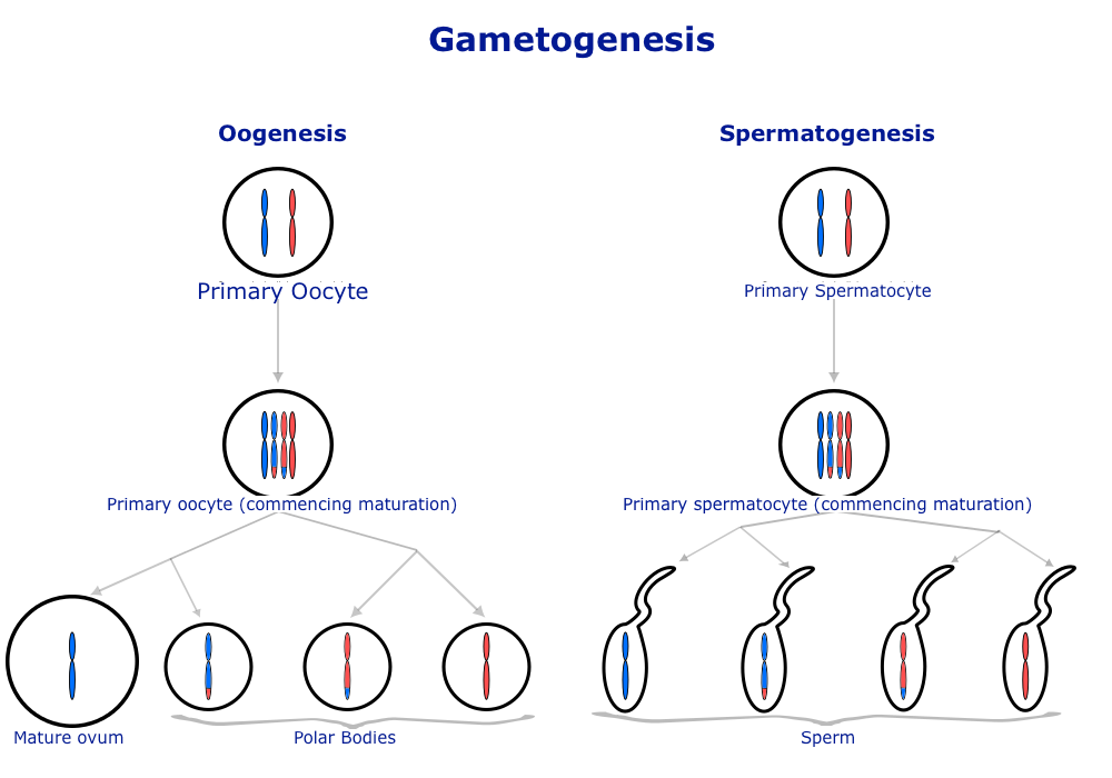 diagram of gametogenesis