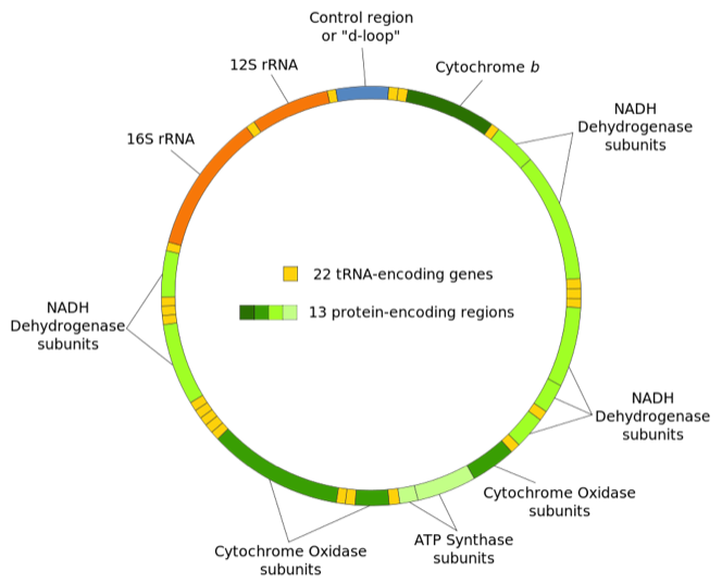 diagram of mitochondrial DNA