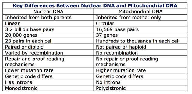 chart of differences between nuclear and mitochondrial DNA