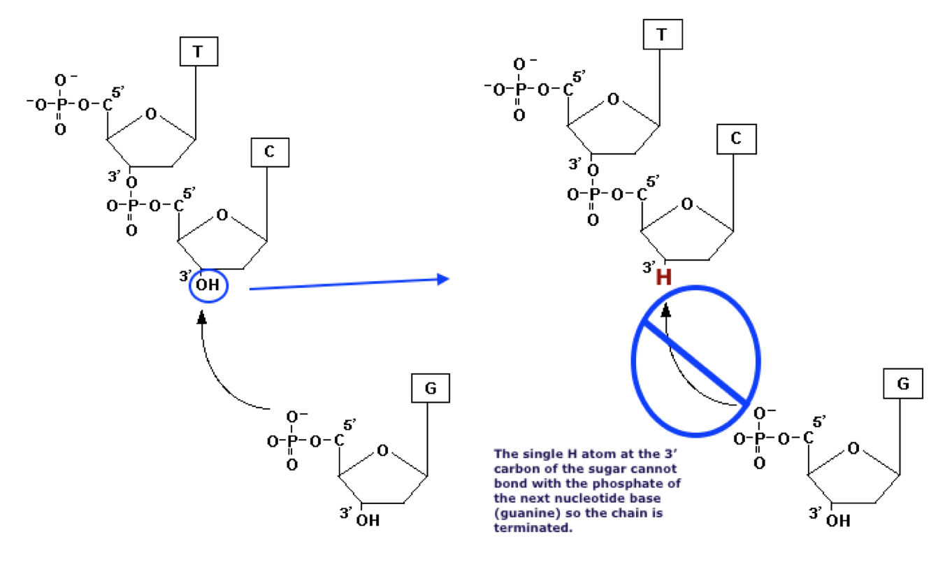 Dideoxynucleotide structural formula compared to deoxynucleotide structural formula