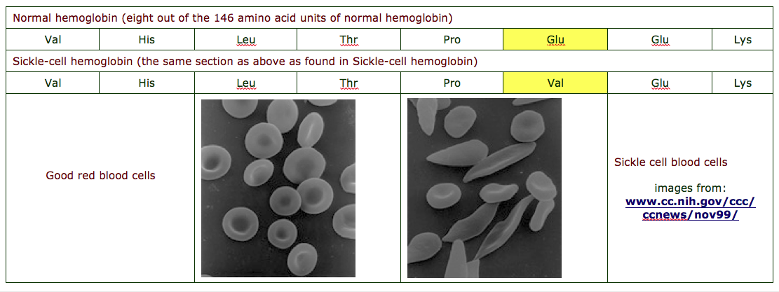 Chart of sickle cell anemia mutation
